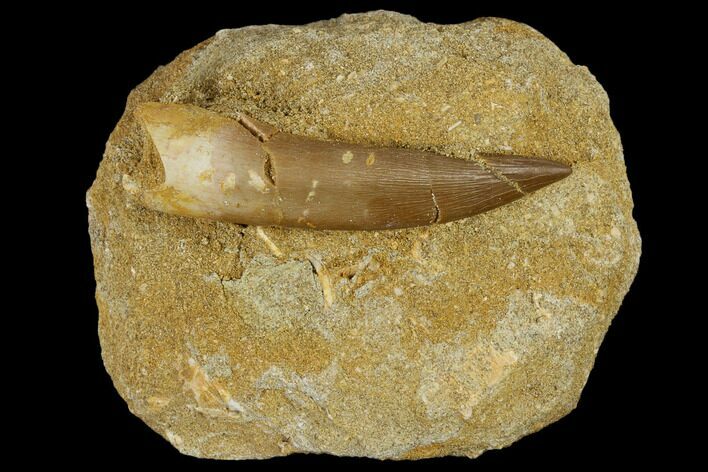Fossil Plesiosaur (Zarafasaura) Tooth - Morocco #116940